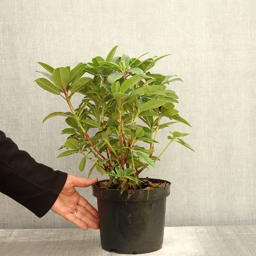 Esimerkki syksyllä toimitetusta Alppiruusu Elizabeth Red Foliage 2 litran/3 litran ruukku-taimesta