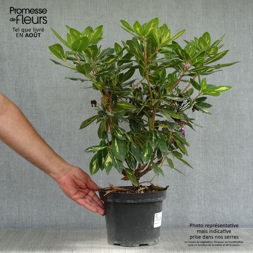 Esimerkki kesällä toimitetusta Rhododendron Goldflimmer Pot de 3L/4L-taimesta