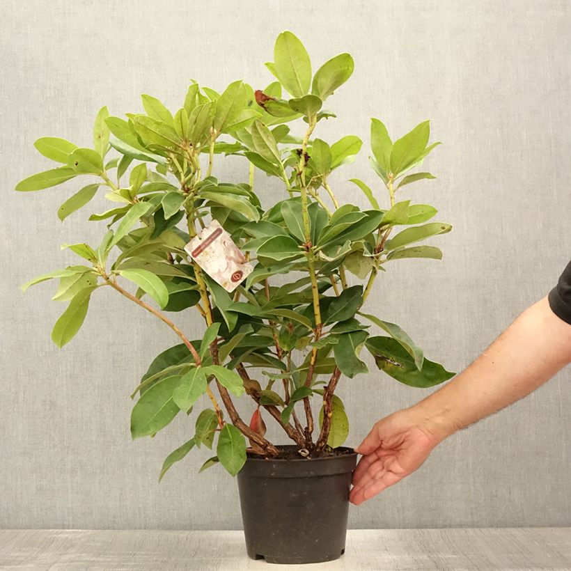 Esimerkki kesällä toimitetusta Rhododendron Gomer Waterer Pot de 3L/4L-taimesta