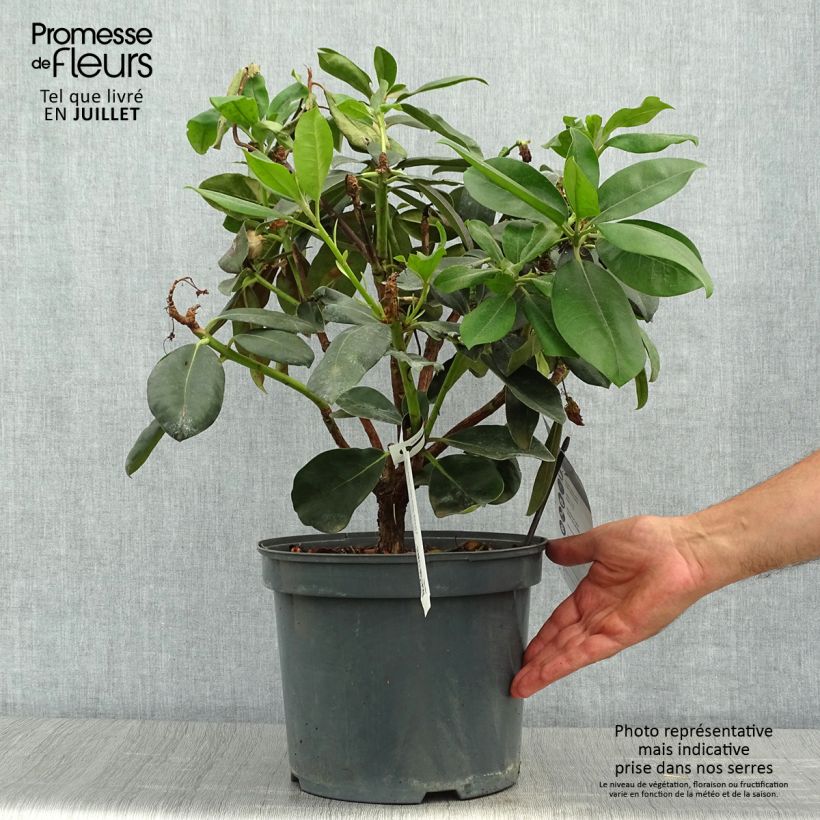 Esimerkki kesällä toimitetusta Rhododendron Gomer Waterer Pot de 7,5L/10L-taimesta