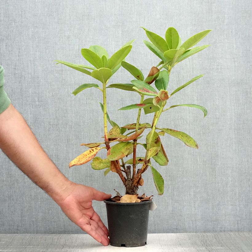 Esimerkki kesällä toimitetusta Rhododendron Gomer Waterer Pot de 12 cm / 13 cm-taimesta