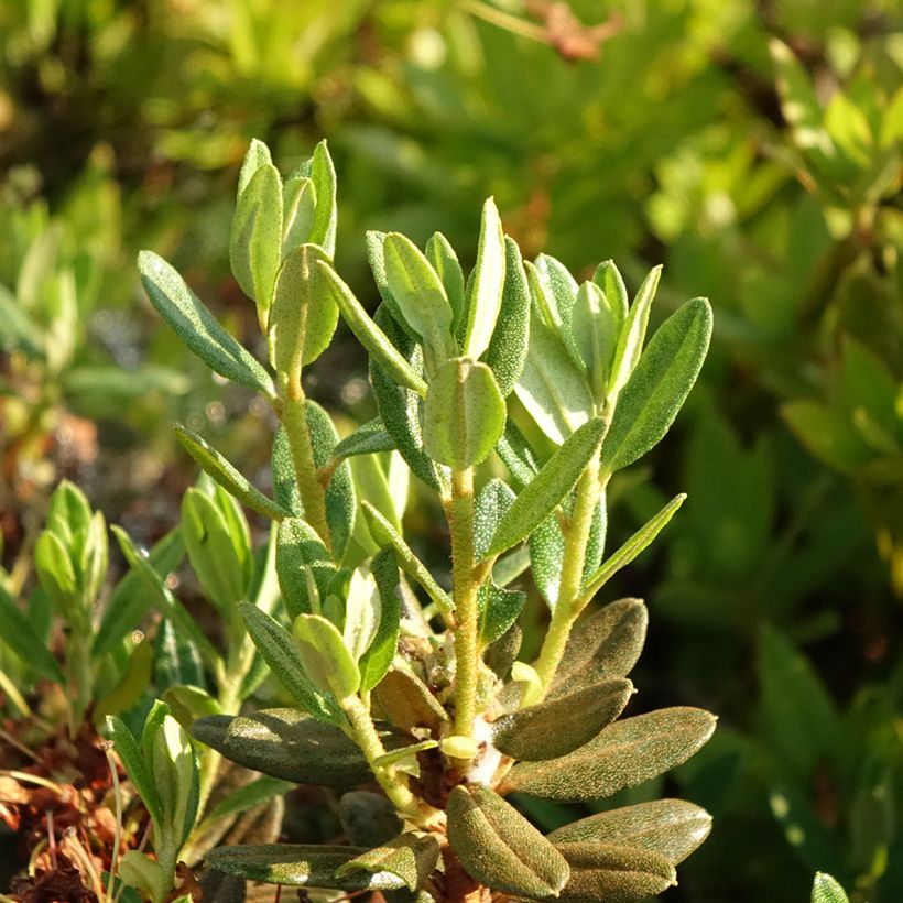 Sinialppiruusu Gristede (Lehvistö)