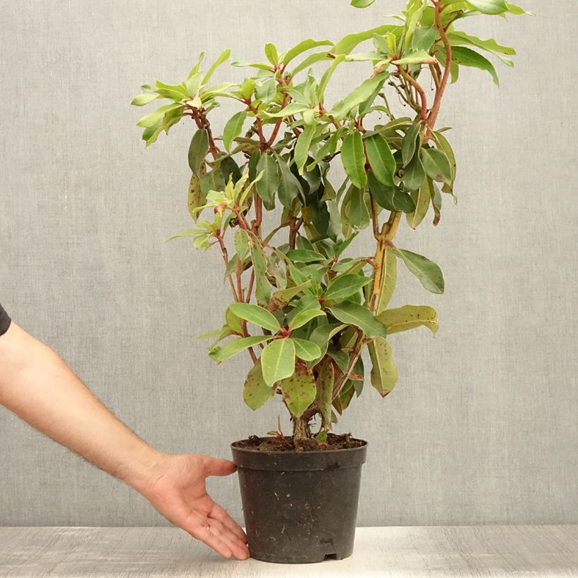 Esimerkki kesällä toimitetusta Rhododendron Halfdan Lem Pot de 4L/5L-taimesta