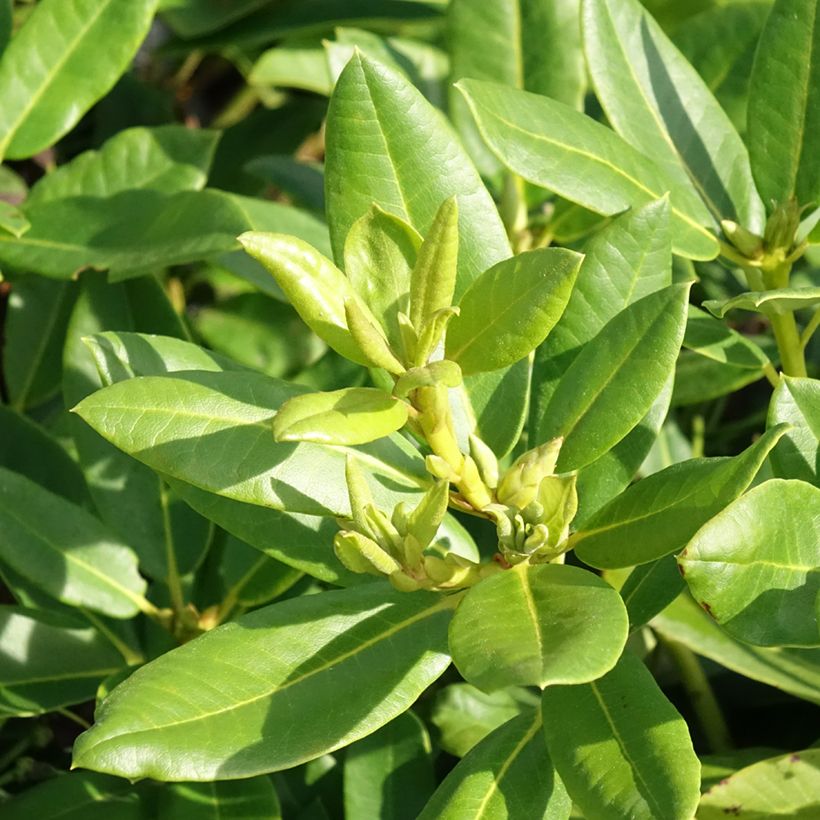 Alppiruusu Easydendron INKARHO Belkanto (Lehvistö)