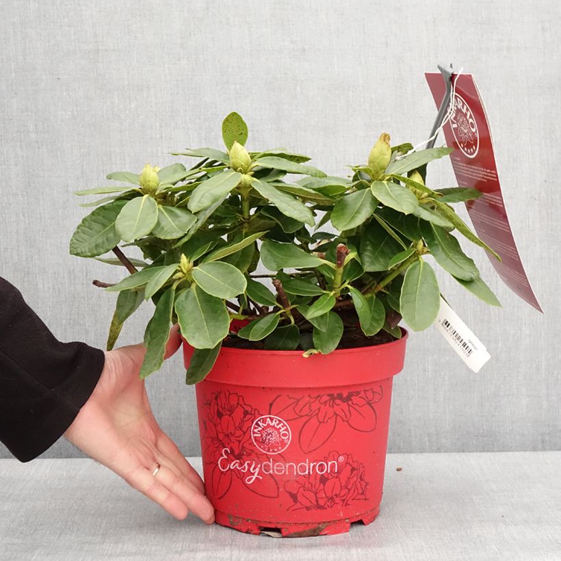 Esimerkki talvella toimitetusta Rhododendron hybride Easydendron INKARHO Belkanto Pot de 4L/5L-taimesta