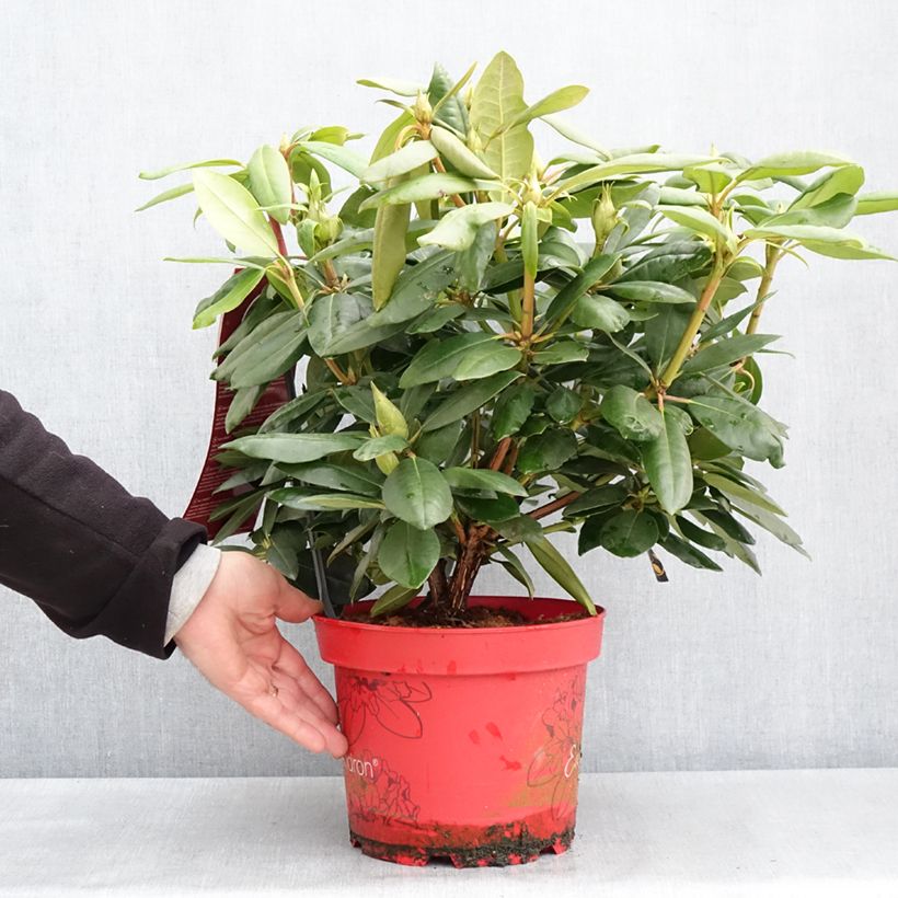 Esimerkki keväällä toimitetusta Rhododendron hybride Easydendron INKARHO English Roseum - Grand rhododendron Pot de 4L/5L-taimesta