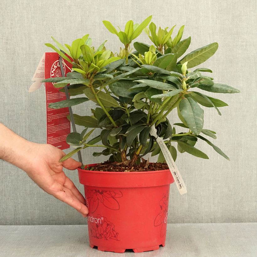 Esimerkki kesällä toimitetusta Puistoalppiruusu Easydendron INKARHO Grandiflorum 4 litran/5 litran ruukku-taimesta