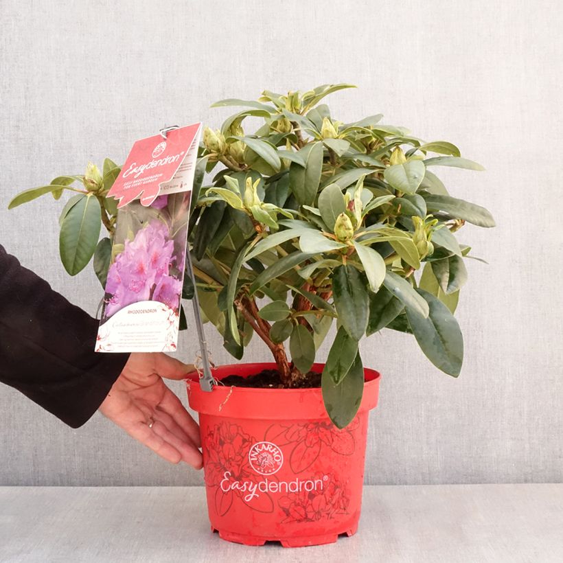 Esimerkki keväällä toimitetusta Puistoalppiruusu Easydendron INKARHO Grandiflorum 4 litran/5 litran ruukku-taimesta