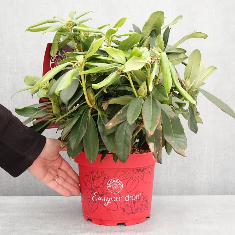 Esimerkki talvella toimitetusta Rhododendron hybride Easydendron INKARHO Orakel Pot de 7,5L/10L-taimesta