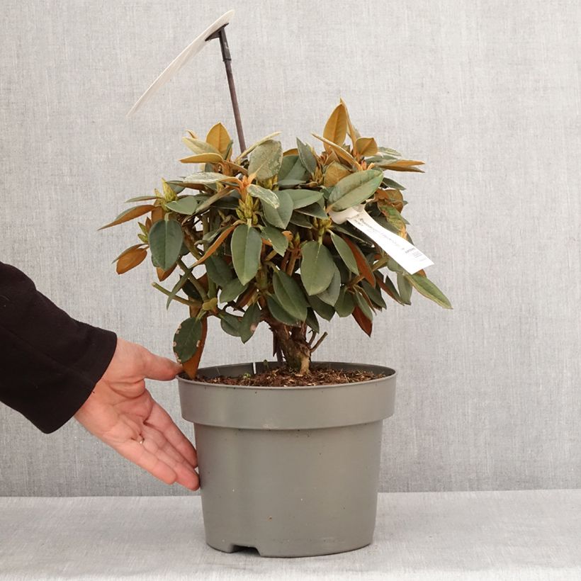 Esimerkki talvella toimitetusta Rhododendron hybride Easydendron INKARHO Rusty Dane Pot de 4L/5L-taimesta