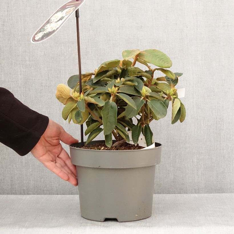 Esimerkki talvella toimitetusta Rhododendron hybride Easydendron INKARHO Special Dane Pot de 4L/5L-taimesta
