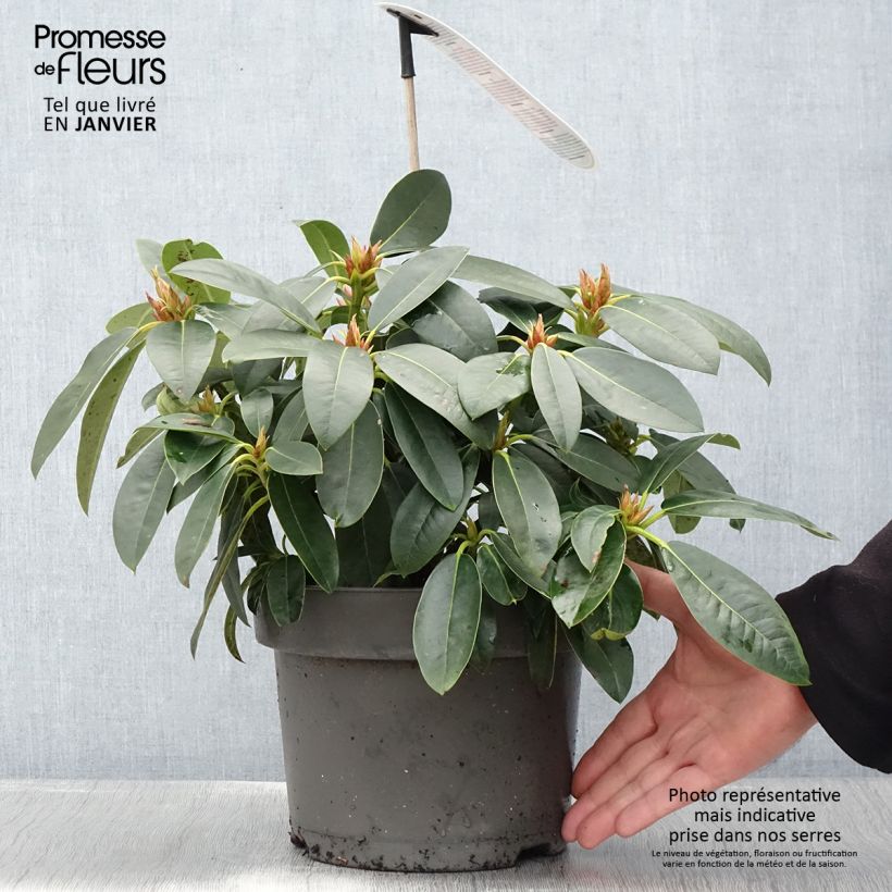 Esimerkki talvella toimitetusta Rhododendron hybride Raphaela Pot de 4L/5L-taimesta