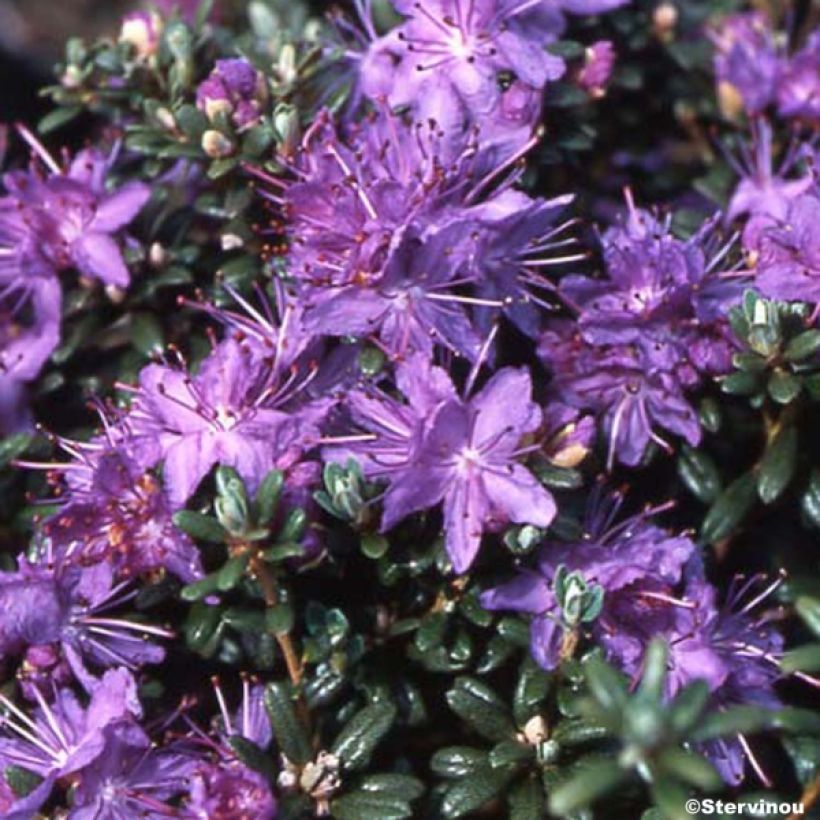 Alppiruusu Rhododendron impeditum (Kasvutapa)