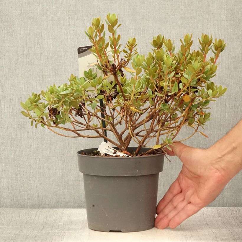 Esimerkki kesällä toimitetusta Rhododendron impeditum Ramapo Pot de 2L/3L-taimesta