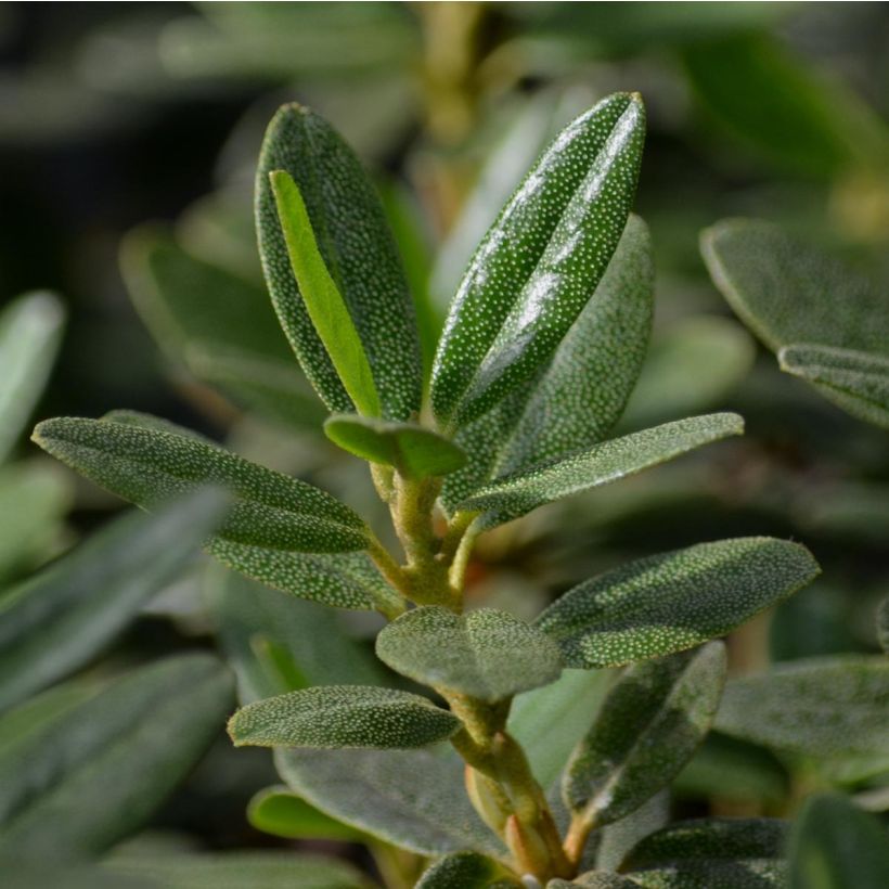 Alppiruusu Rhododendron impeditum (Lehvistö)
