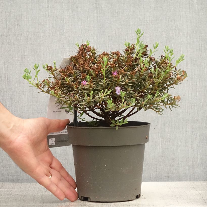 Esimerkki kesällä toimitetusta Alppiruusu Rhododendron impeditum 2 litran/3 litran ruukku-taimesta