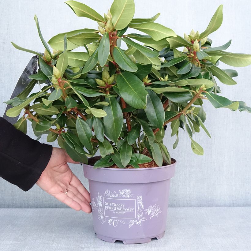 Esimerkki talvella toimitetusta Rhododendron Inkarho Lila Dufthecke Pot de 4L/5L-taimesta
