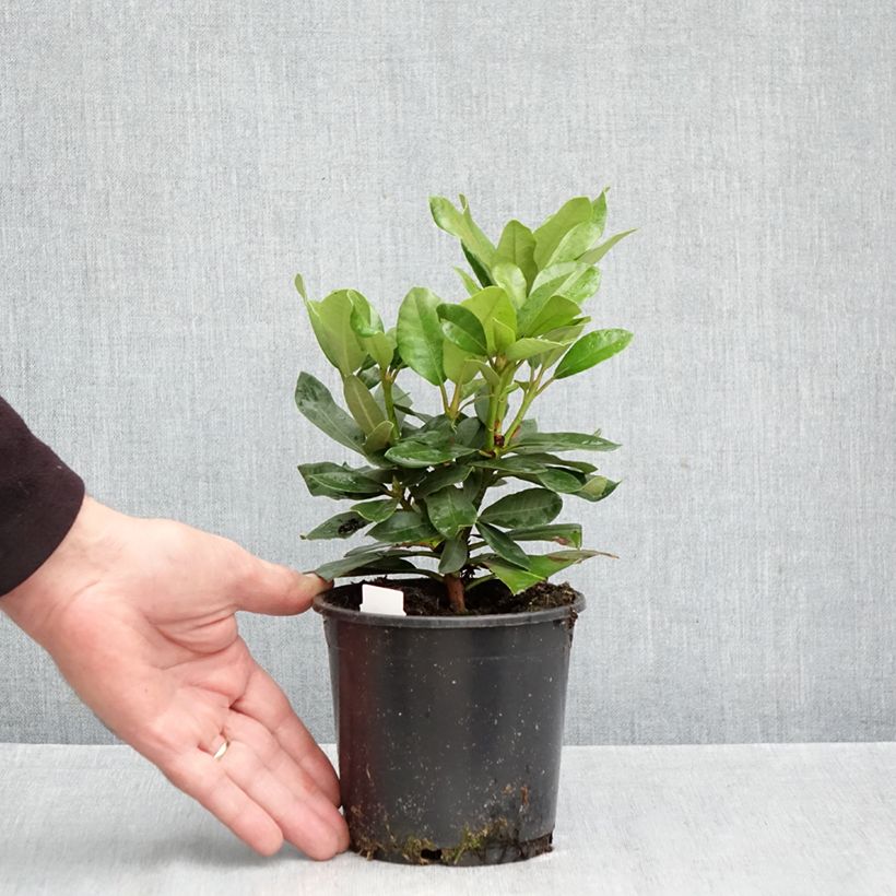 Esimerkki syksyllä toimitetusta Puistoalppiruusu INKARHO Nova Zembla 12 cm / 13 cm ruukku-taimesta