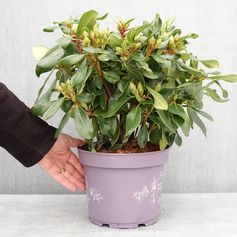 Esimerkki talvella toimitetusta Rhododendron Inkarho Rosa Dufthecke Pot de 4L/5L-taimesta