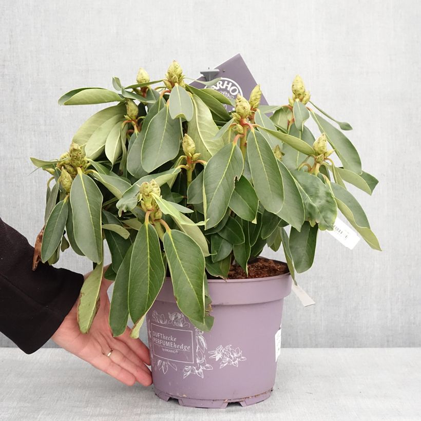 Esimerkki talvella toimitetusta Rhododendron Inkarho Weiße Dufthecke Pot de 4L/5L-taimesta