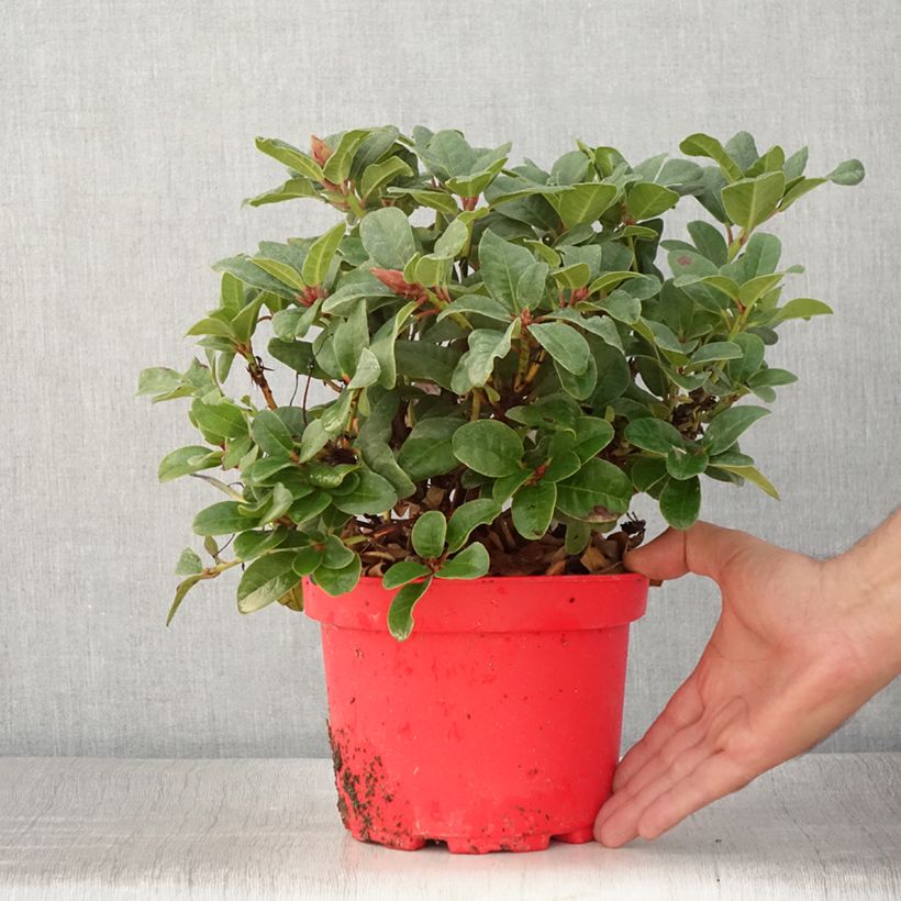Esimerkki kesällä toimitetusta Rhododendron Lilly Bell Love - Rhododendron nain Pot de 3L/4L-taimesta