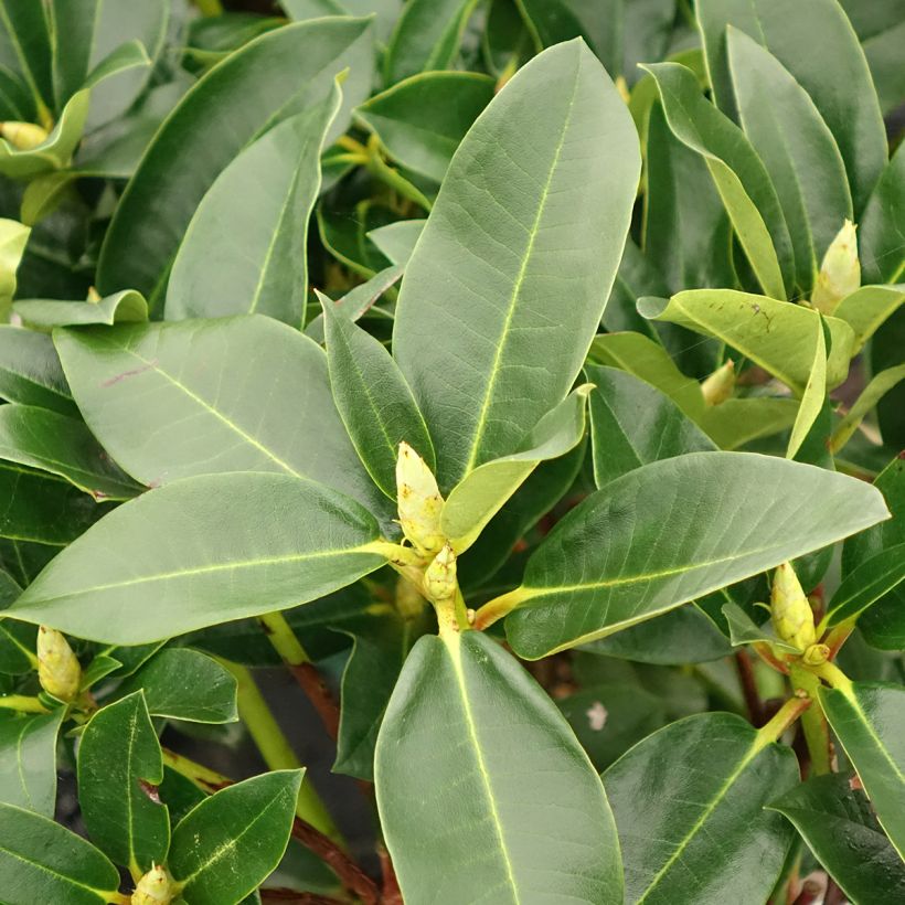 Puistoalppiruusu Markeeta's Prize (Lehvistö)
