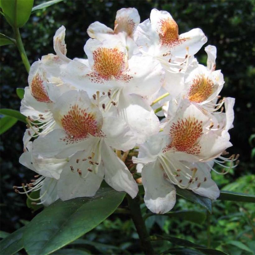 Alppiruusu Mrs T.h.lowinsky (Kukinta)