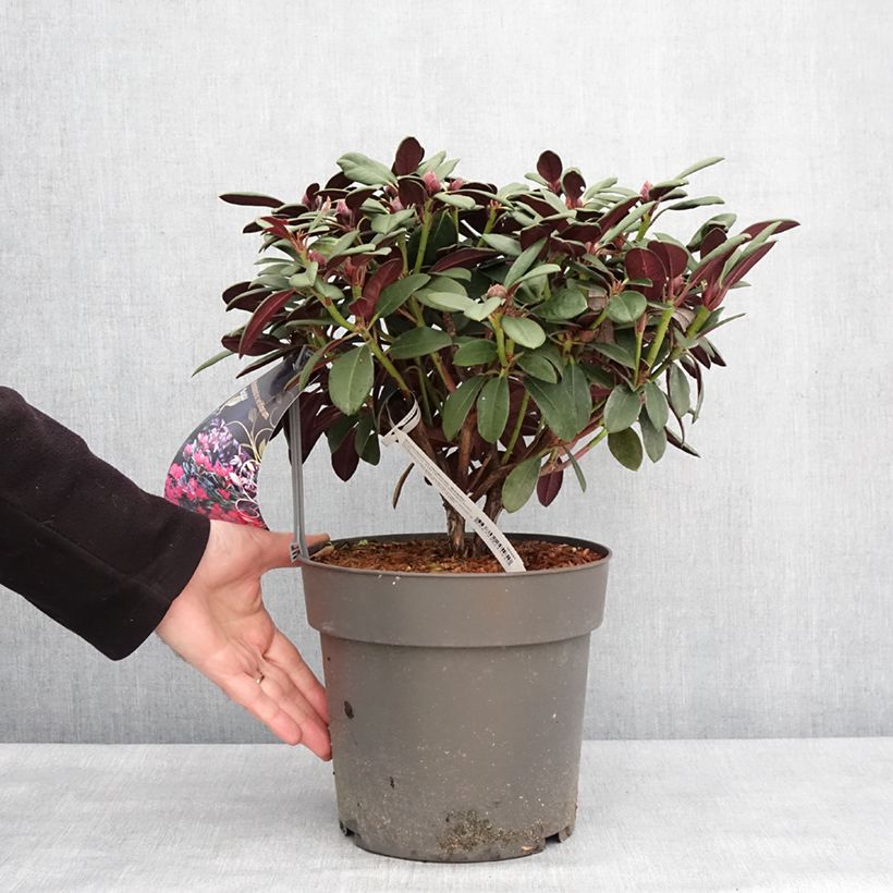 Esimerkki talvella toimitetusta Rhododendron neriiflorum Burletta Pot de 6L/7L-taimesta
