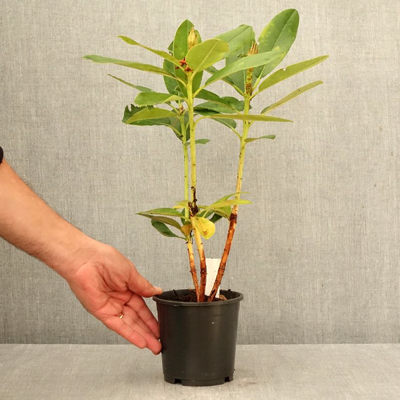 Esimerkki syksyllä toimitetusta Yakushimanalppiruusu Percy Wiseman 12 cm / 13 cm ruukku-taimesta