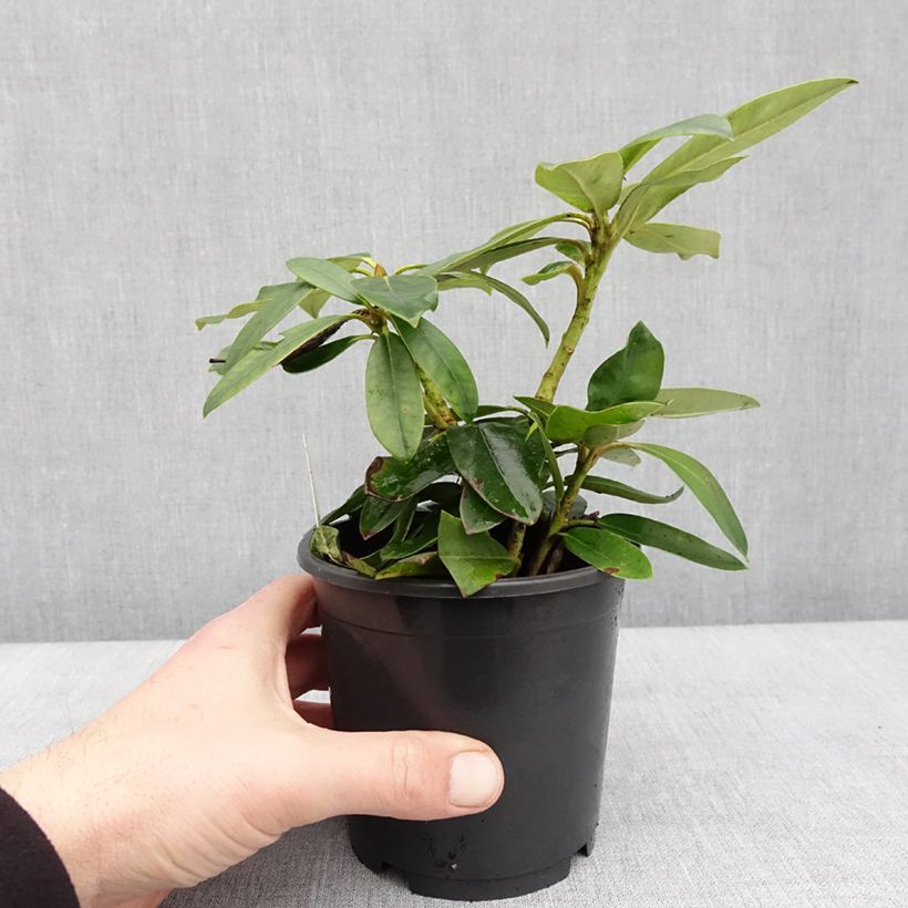 Esimerkki talvella toimitetusta Rhododendron Percy Wiseman - Rhododendron nain  Pot de 12 cm / 13 cm-taimesta