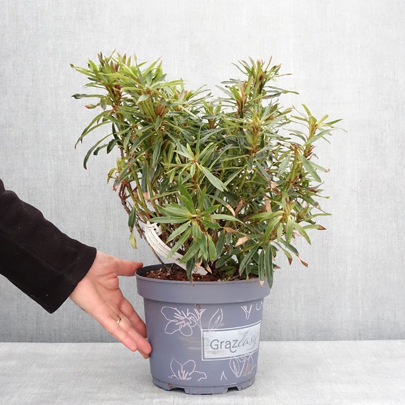 Esimerkki talvella toimitetusta Rhododendron ponticum Grazeasy Dark Pink Pot de 4L/5L-taimesta