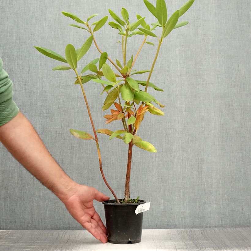 Esimerkki kesällä toimitetusta Rhododendron Roseum Elegans - Grand rhododendron Pot de 12 cm / 13 cm-taimesta