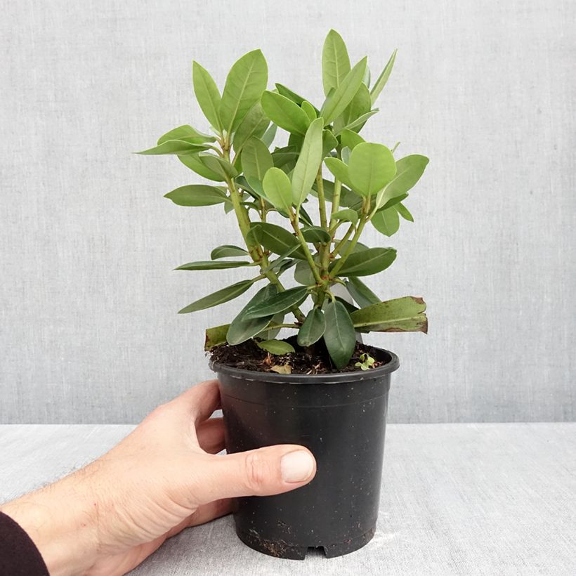 Esimerkki syksyllä toimitetusta Puistoalppiruusu Roseum Elegans 12 cm / 13 cm ruukku-taimesta