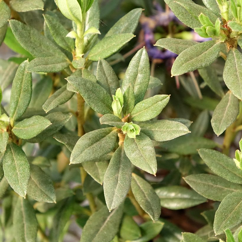 Indigoalppiruusu Lauretta (Lehvistö)