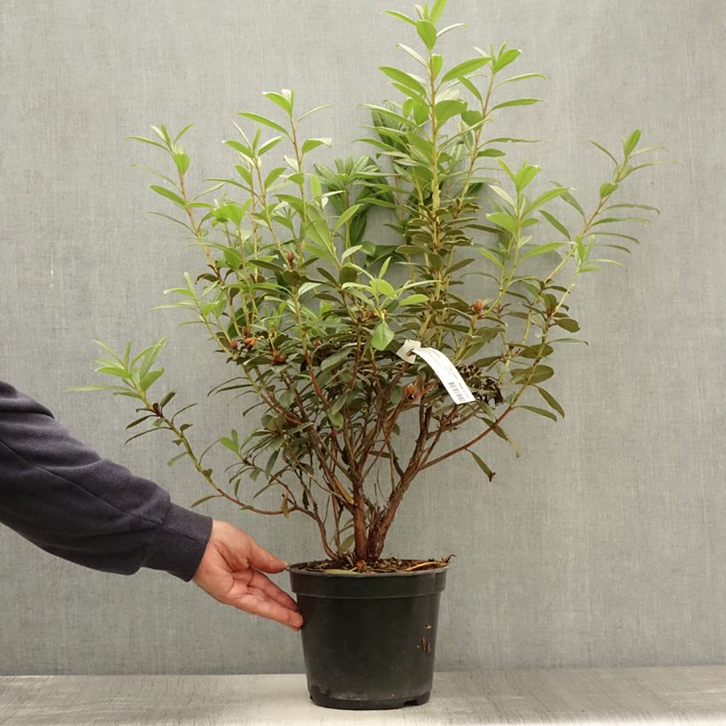Esimerkki kesällä toimitetusta Rhododendron Saffron Queen - Rhododendron nain Pot de 3L/4L-taimesta