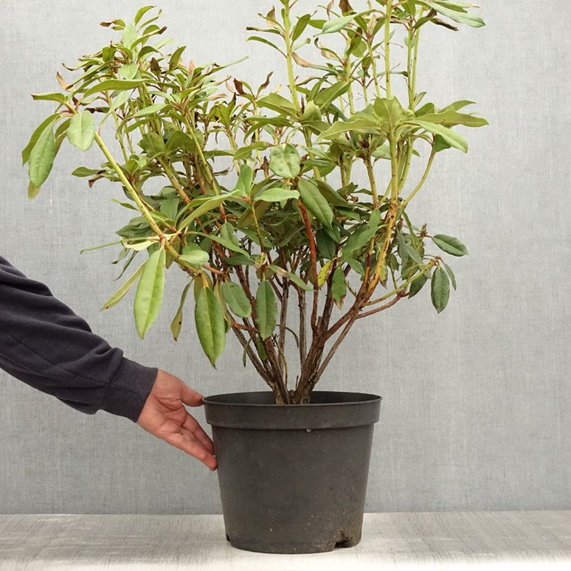 Esimerkki kesällä toimitetusta Rhododendron Sappho Pot de 7,5L/10L-taimesta