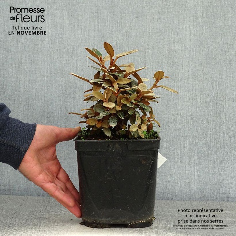 Esimerkki syksyllä toimitetusta Alppiruusu - Rhododendron tsariense 3 litran/4 litran ruukku-taimesta