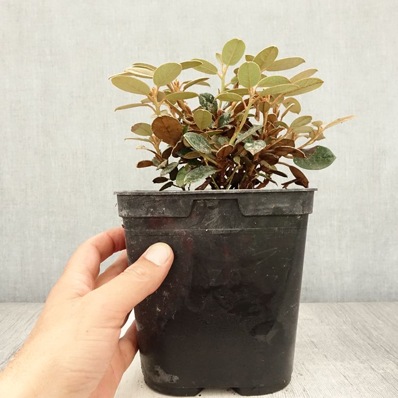 Esimerkki kesällä toimitetusta Rhododendron tsariense - rhododendron botanique Pot de 3L/4L-taimesta