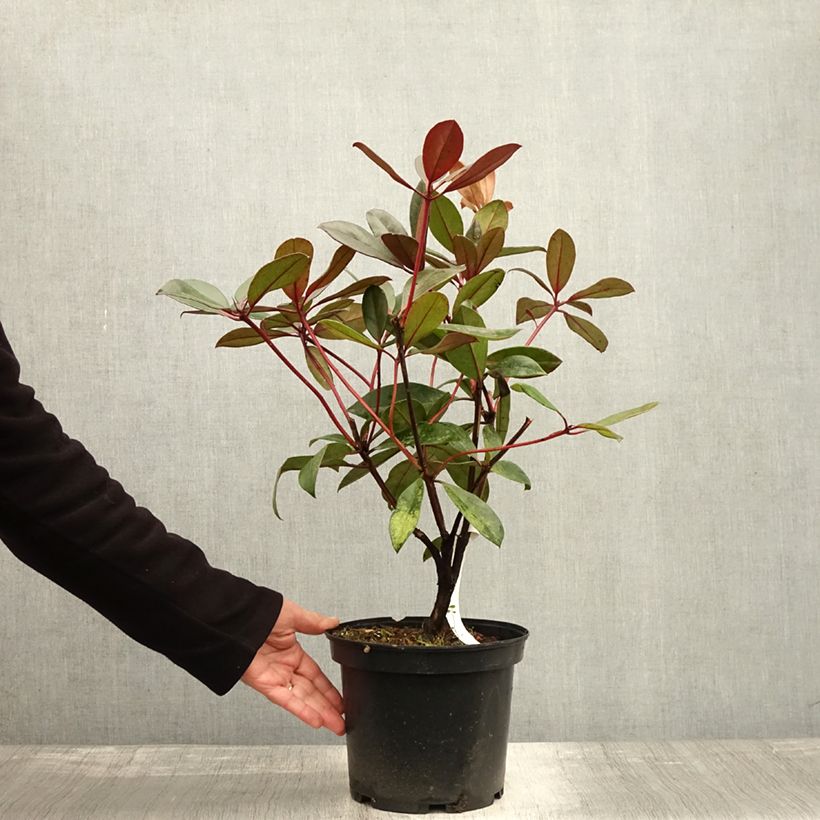 Esimerkki syksyllä toimitetusta Rhododendron vireya Aertrycke Pot de 3L/4L-taimesta