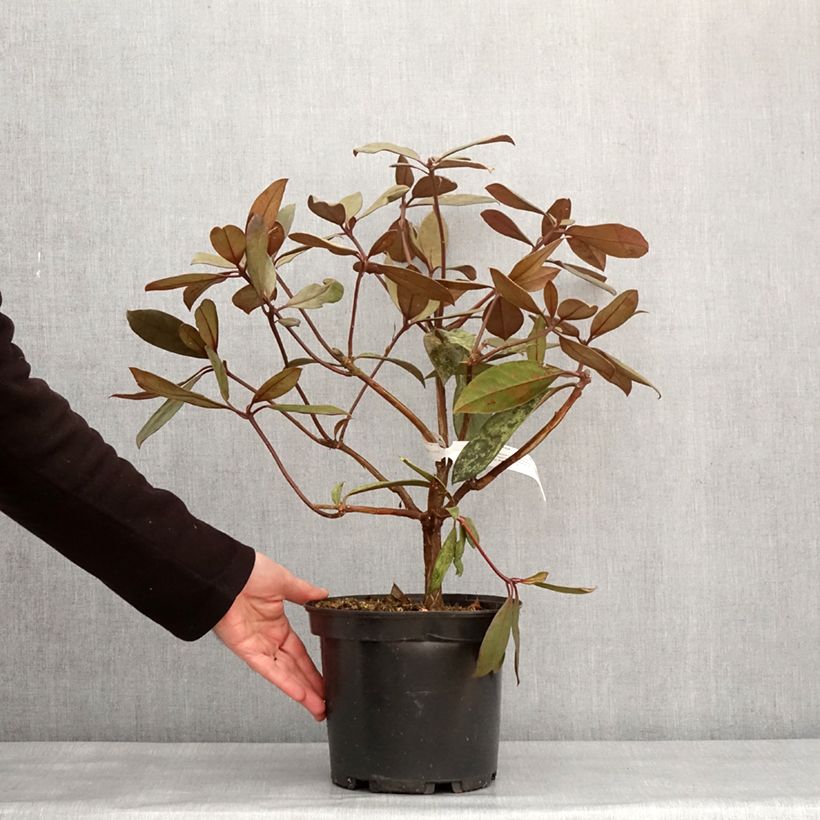 Esimerkki talvella toimitetusta Rhododendron vireya Calavar Pot de 3L/4L-taimesta