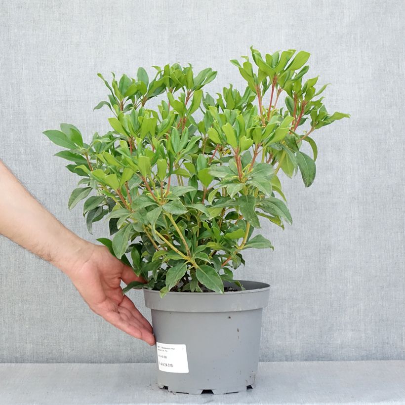 Esimerkki keväällä toimitetusta Rhododendron vireya Hendrick's ker Pot de 3L/4L-taimesta