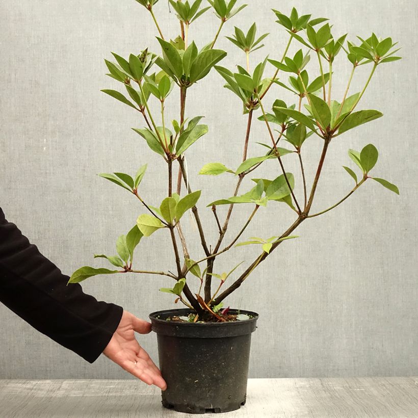 Esimerkki syksyllä toimitetusta Rhododendron vireya Oogappel Pot de 3L/4L-taimesta