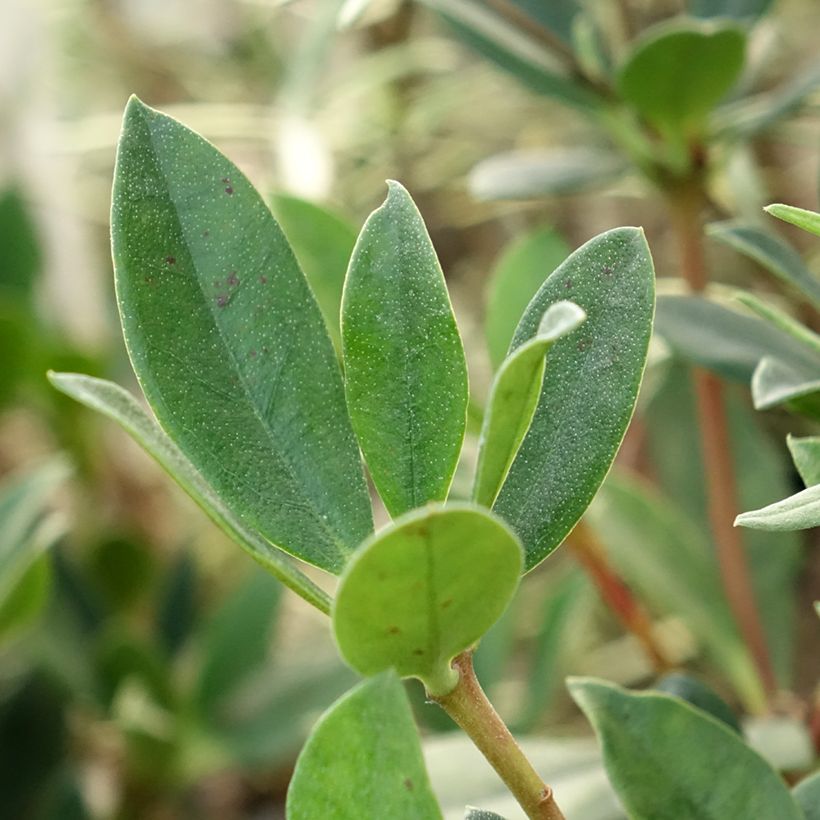 Alppiruusu Saxon blush (Lehvistö)
