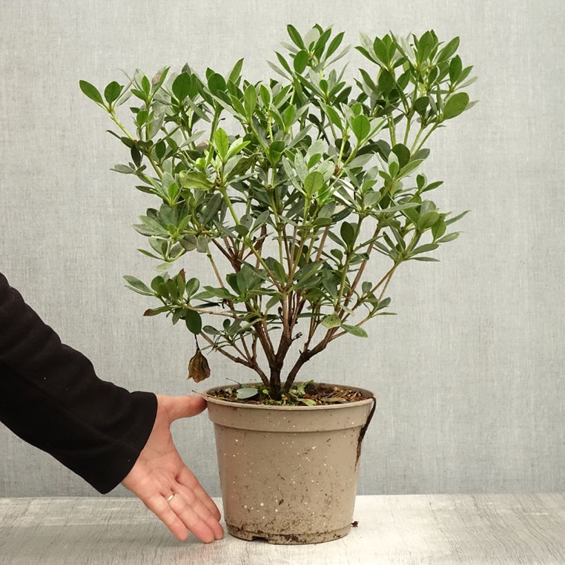 Esimerkki syksyllä toimitetusta Rhododendron vireya Saxon blush Pot de 3L/4L-taimesta