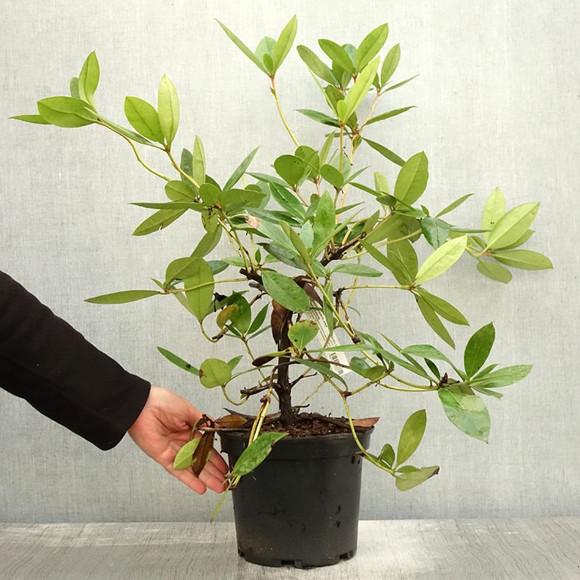 Esimerkki syksyllä toimitetusta Rhododendron vireya Vladimir Bukovski Pot de 3L/4L-taimesta