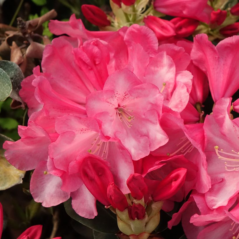 Kelloalppiruusu Gartendirektor Glocker (Kukinta)