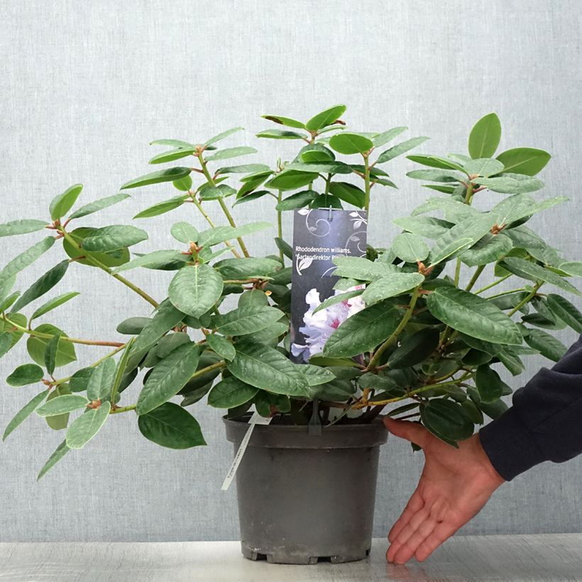 Esimerkki kesällä toimitetusta Rhododendron williamsianum Gartendirektor Rieger Pot de 4L/5L-taimesta