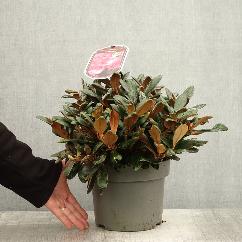Esimerkki syksyllä toimitetusta Rhododendron yakushimanum Debbie Dane - Rhododendron nain Pot de 4L/5L-taimesta