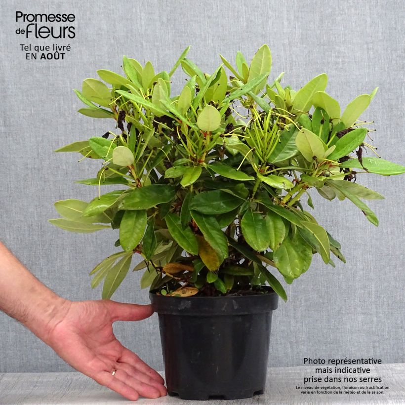 Esimerkki kesällä toimitetusta Rhododendron yakushimanum Dopey Pot de 2L/3L-taimesta