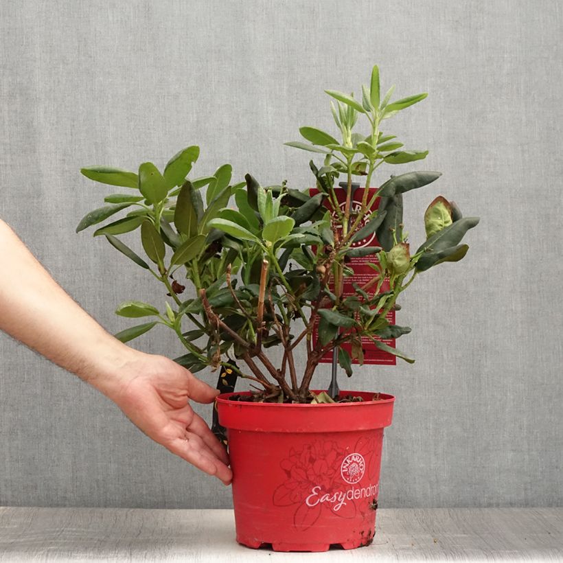 Esimerkki kesällä toimitetusta Rhododendron yakushimanum Easydendron Bohlken's Laura Pot de 4L/5L-taimesta